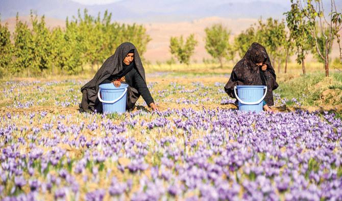 Saffron crop in Afghanistan