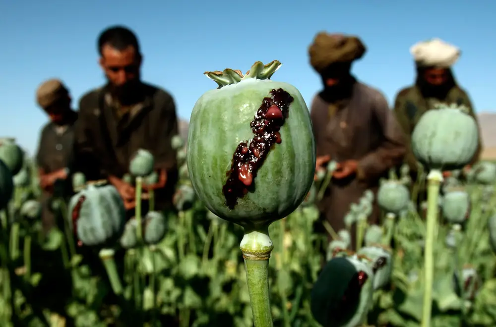 Opium production in Afghanistan